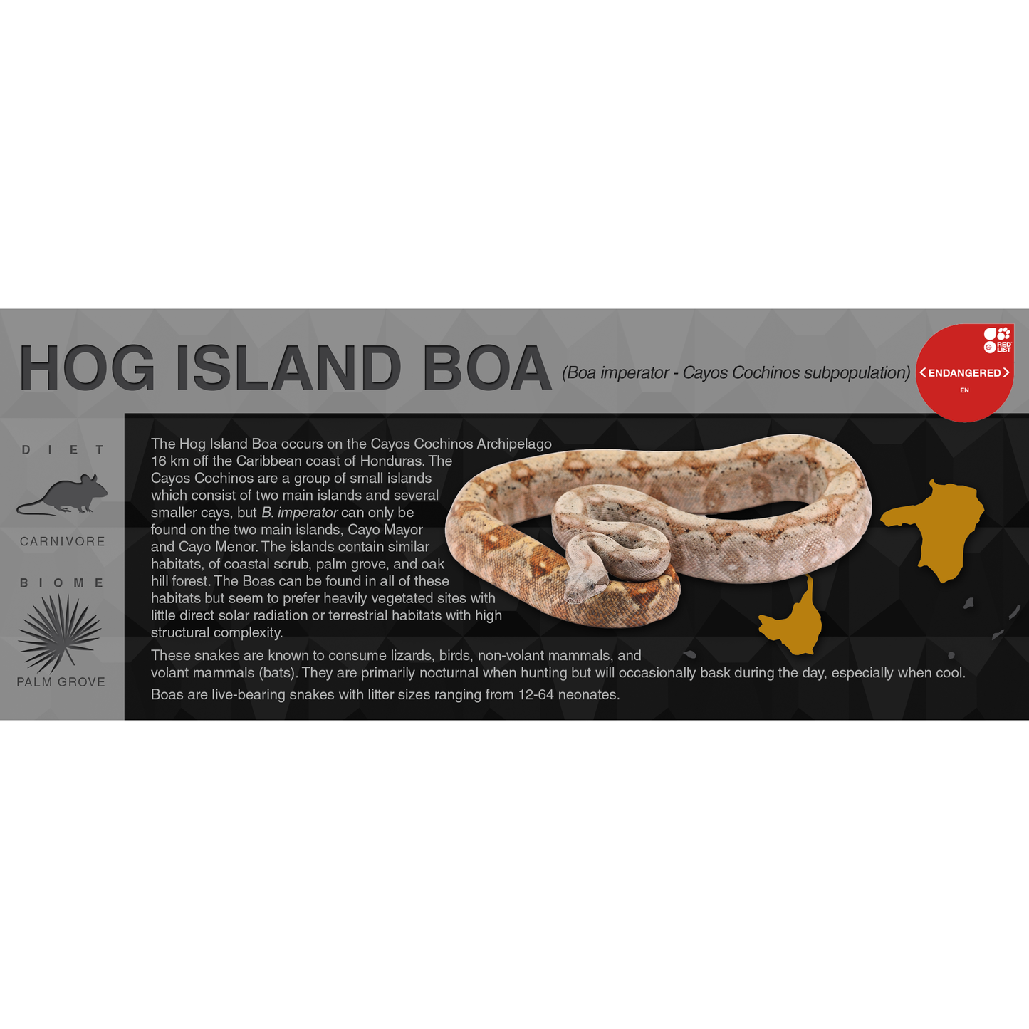 Hog Island Boa (Boa imperator - Cayos Cochinos subpopulation) - Black Series Vivarium Label