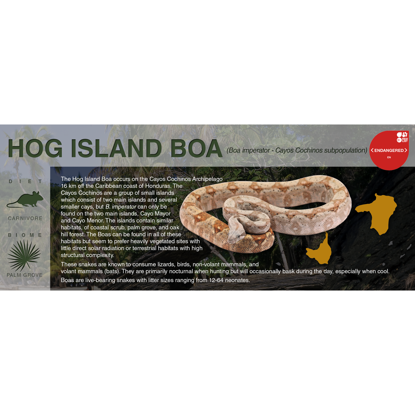 Hog Island Boa (Boa imperator - Cayos Cochinos subpopulation) - Black Series Vivarium Label