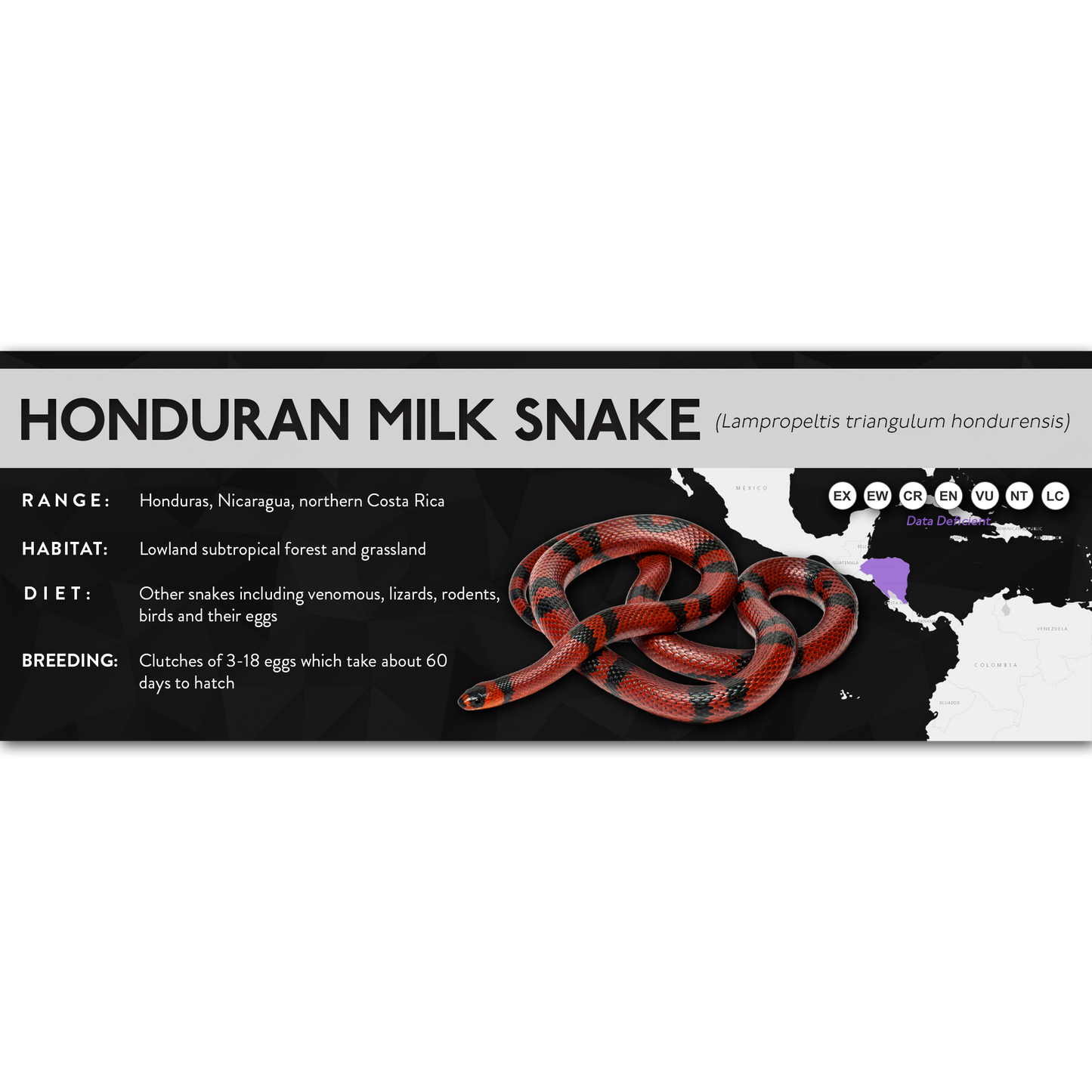 Honduran Milk Snake (Lampropeltis triangulum hondurensis) - X Label