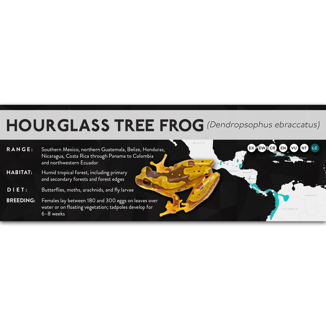 X Labels - Tree Frogs – Cloud Forest Design