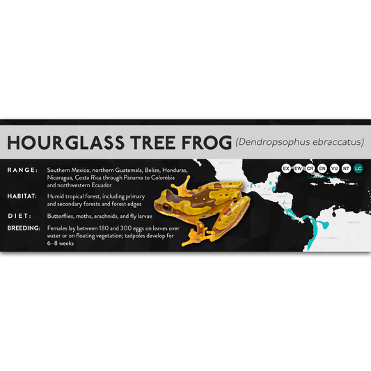 Hourglass Tree Frog (Dendropsophus ebraccatus) - X Label