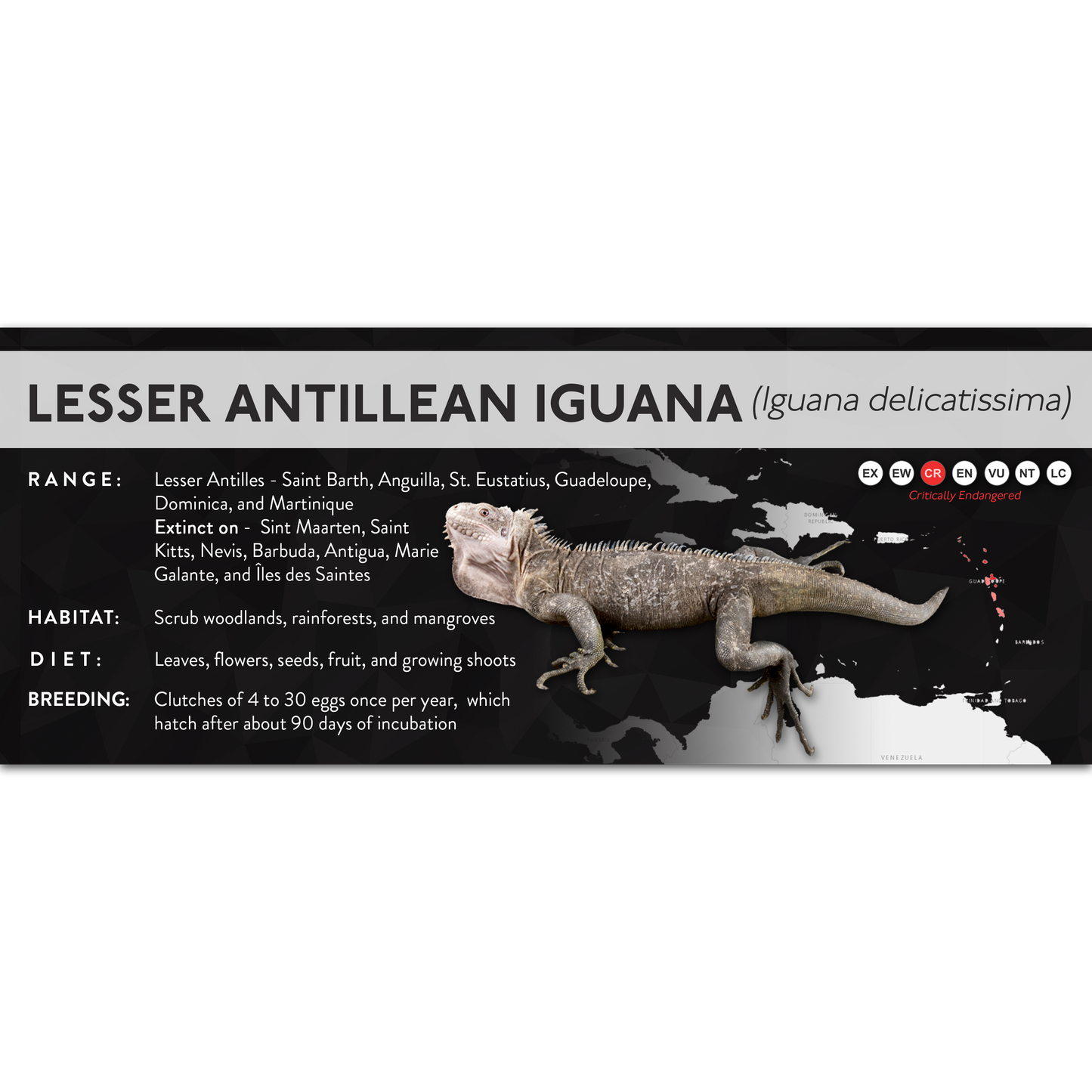 Lesser Antillean Iguana (Iguana delicatissima) - X Label