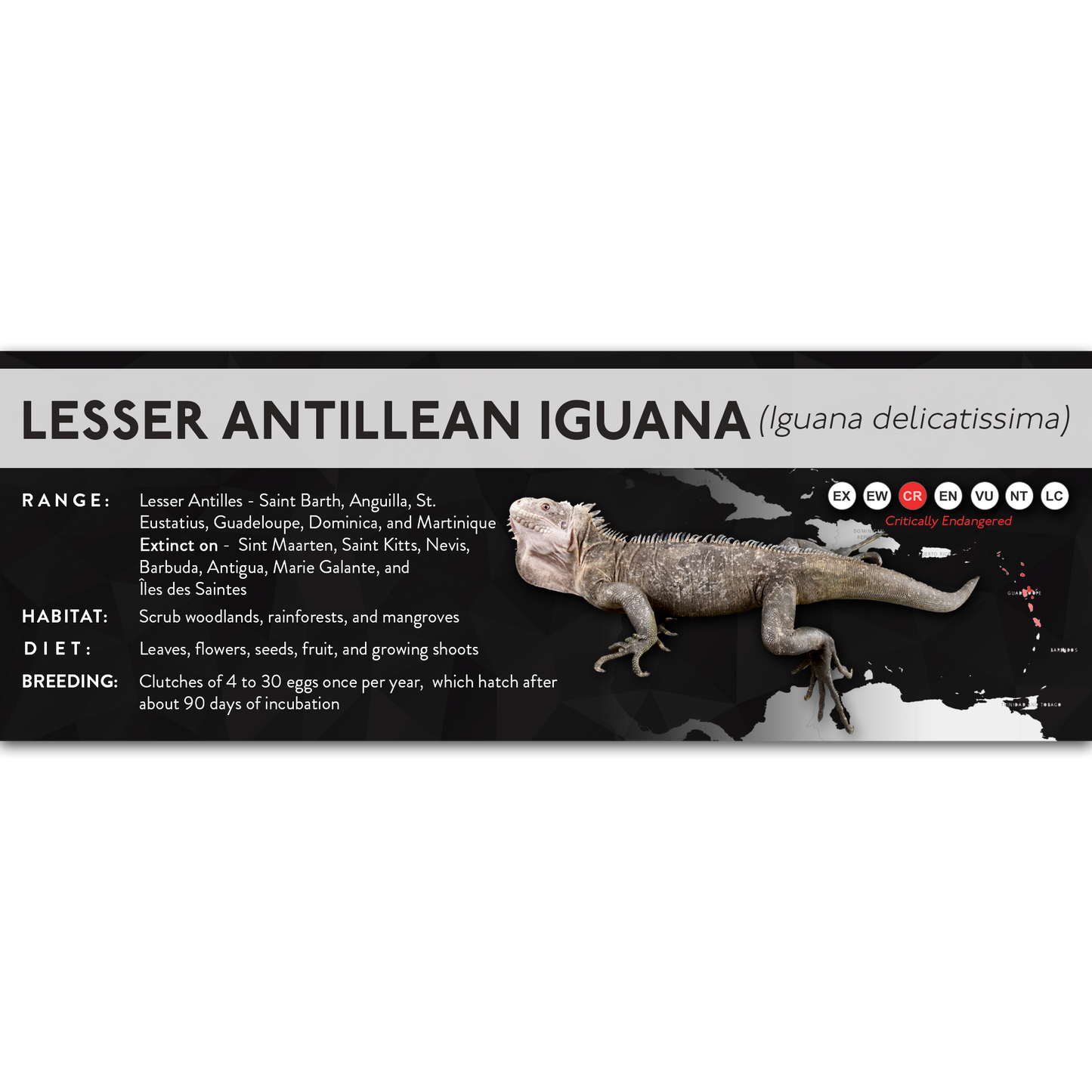 Lesser Antillean Iguana (Iguana delicatissima) - X Label