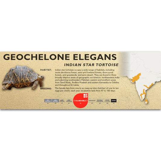Indian Star Tortoise (Geochelone elegans) - Classic Vivarium Label