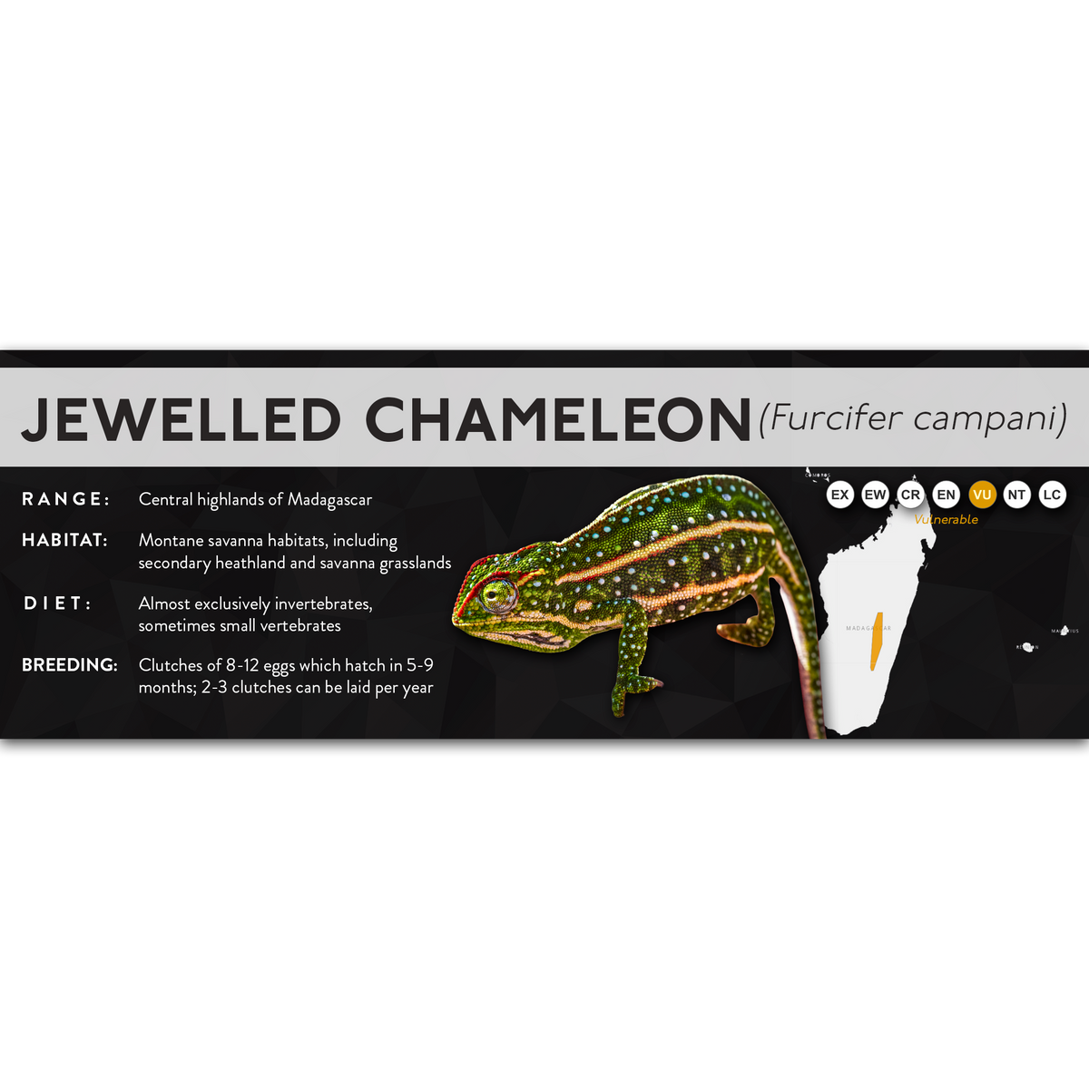 Jewelled Chameleon (Furcifer campani) - X Label