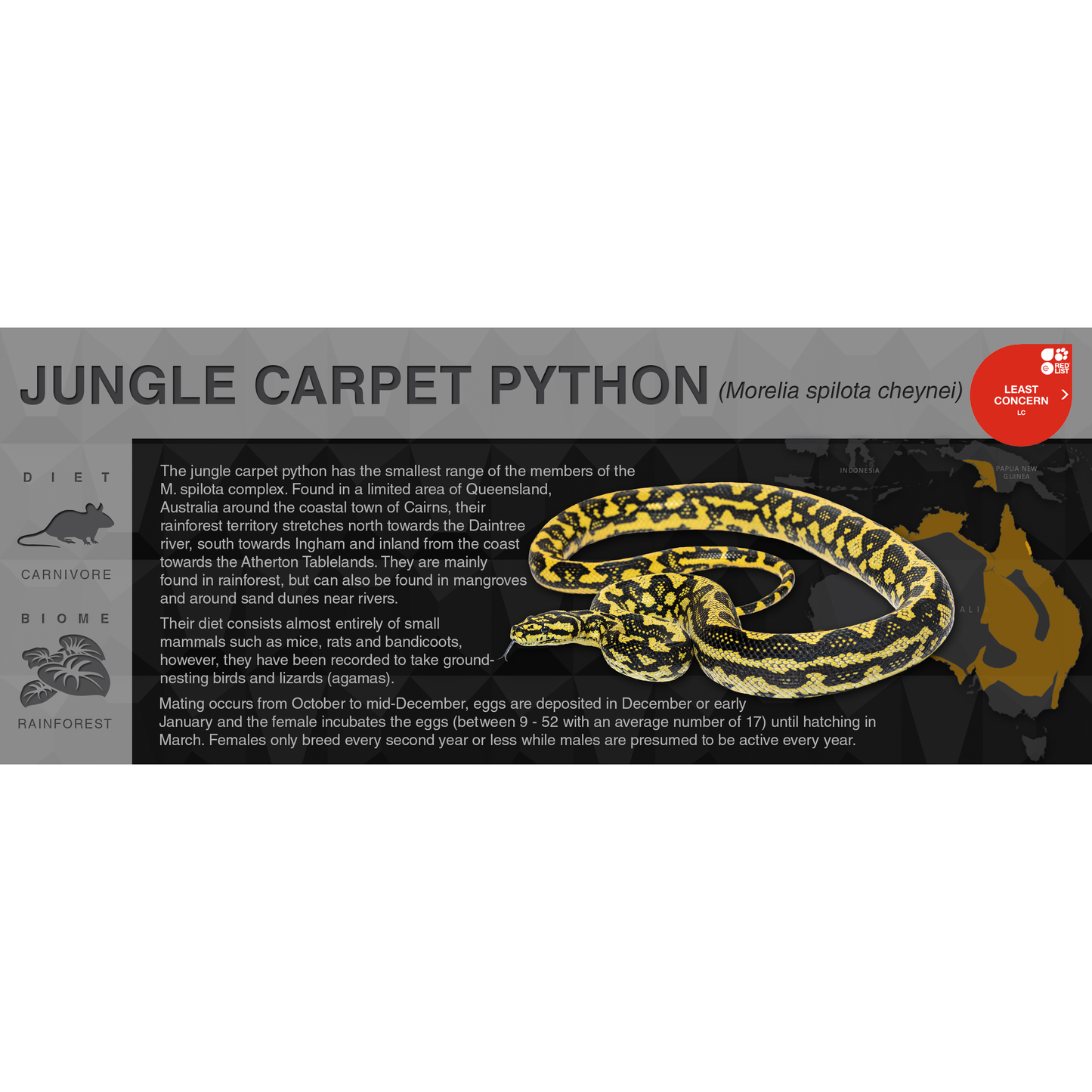 Carpet Python (Morelia spilota) - Black Series Vivarium Label