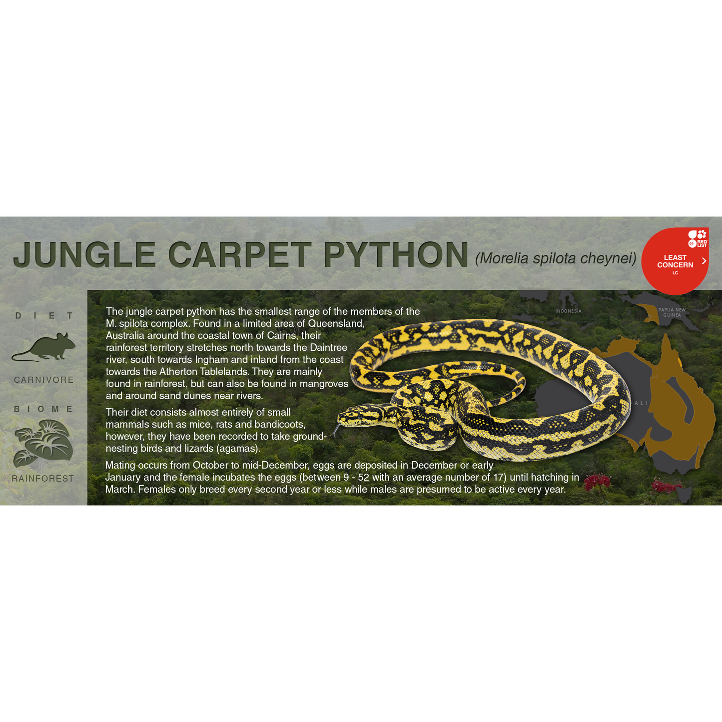 Carpet Python (Morelia spilota) - Black Series Vivarium Label