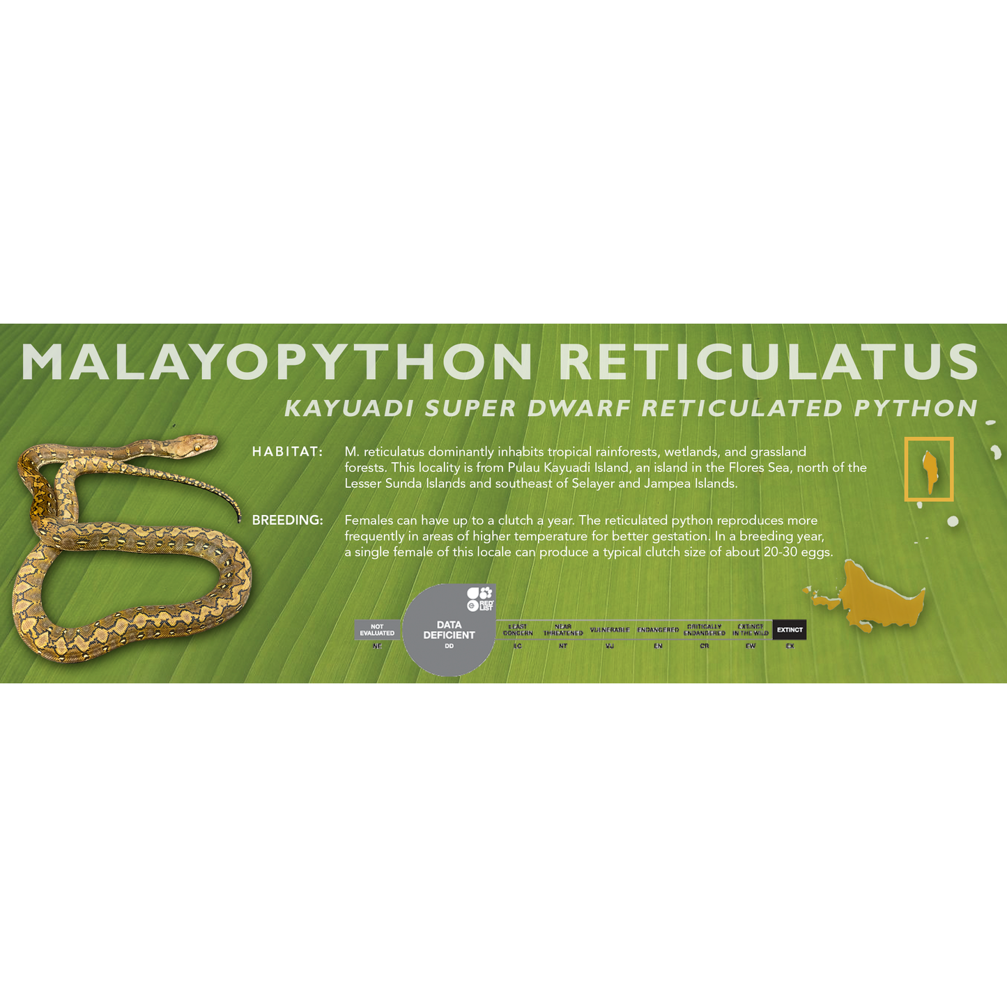 Reticulated Python (Malayopython reticulatus) Classic Vivarium Label