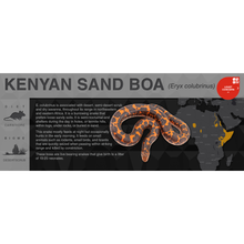 Load image into Gallery viewer, Kenyan Sand Boa (Eryx colubrinus) - Black Series Vivarium Label
