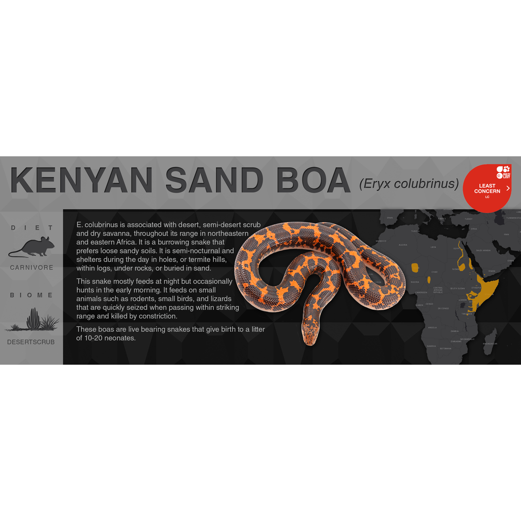 Kenyan Sand Boa (Eryx colubrinus) - Black Series Vivarium Label