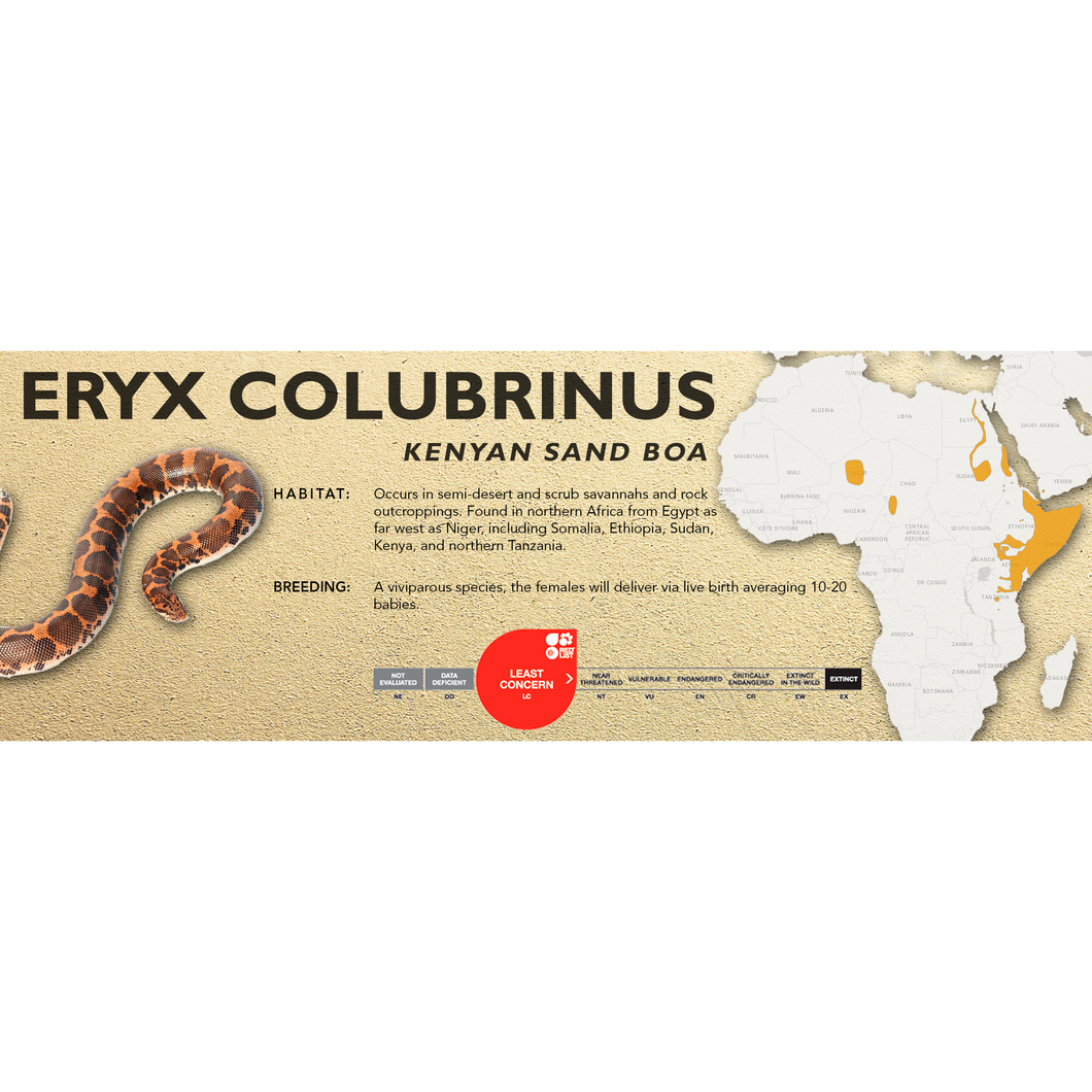 Kenyan Sand Boa (Eryx colubrinus) Standard Vivarium Label