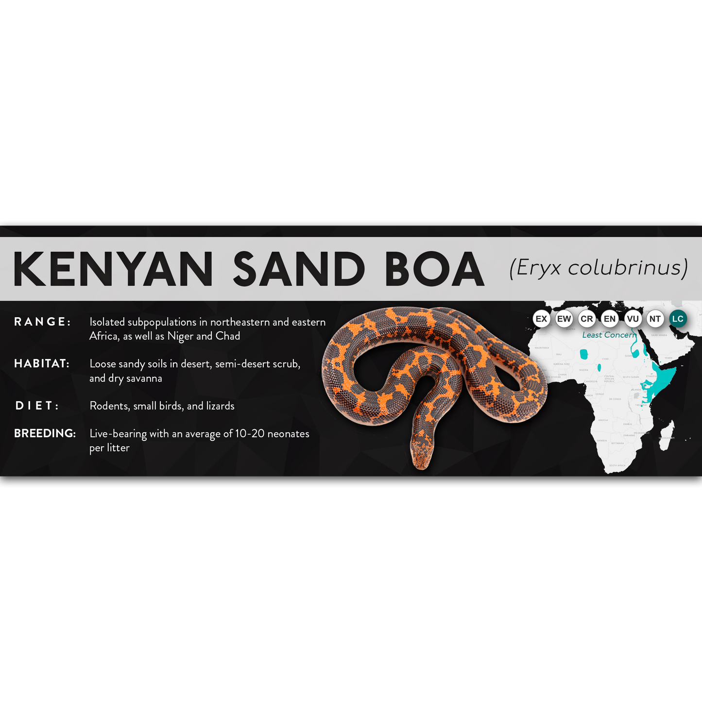 Kenyan Sand Boa (Eryx colubrinus) - X Label