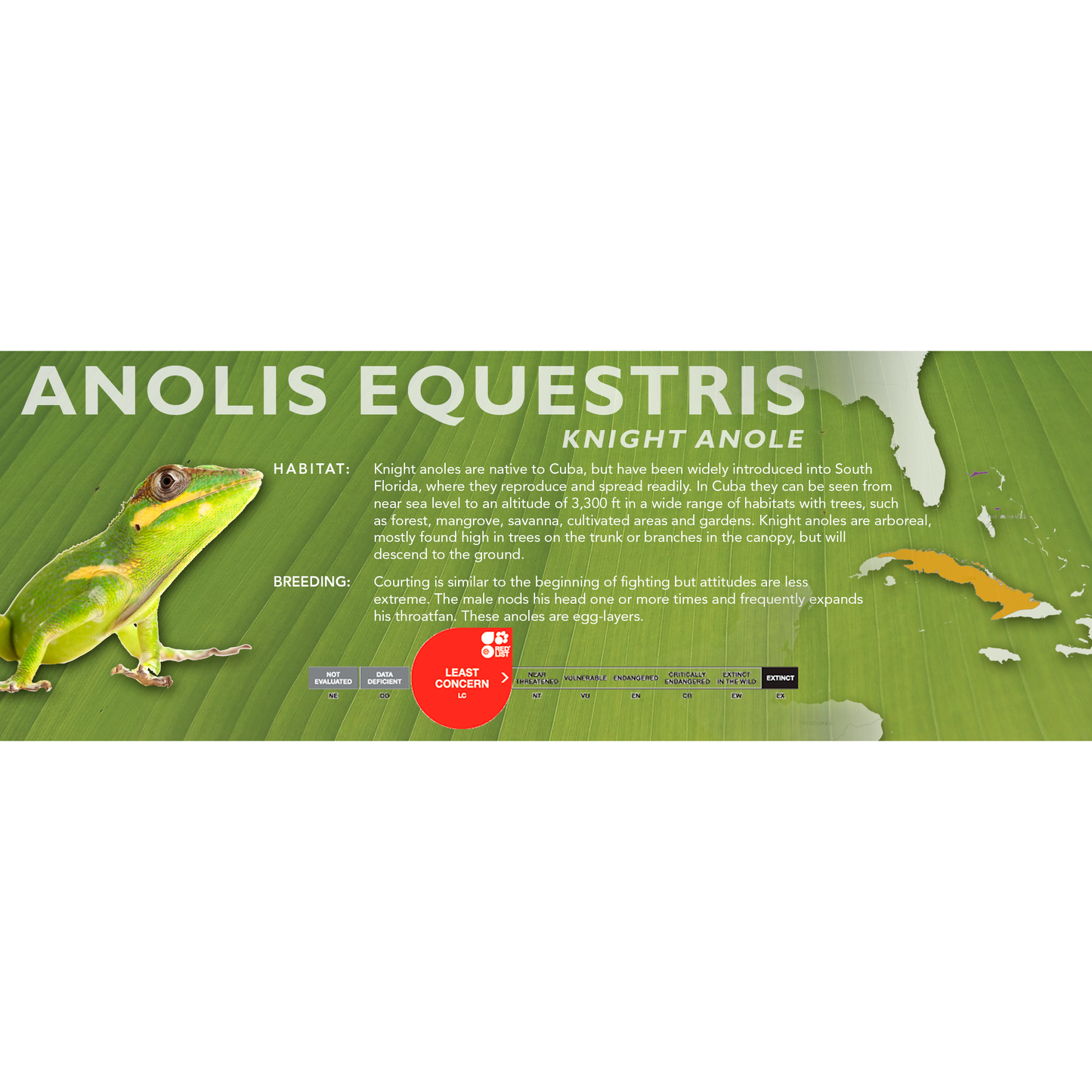 Knight Anole (Anolis equestris) Standard Vivarium Label