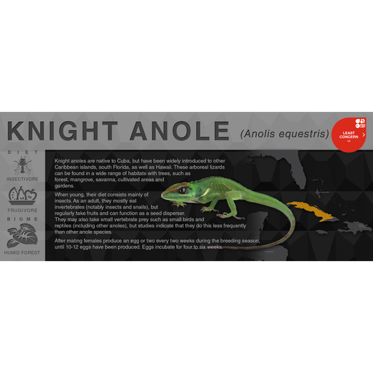 Knight Anole (Anolis equestris) - Black Series Vivarium Label