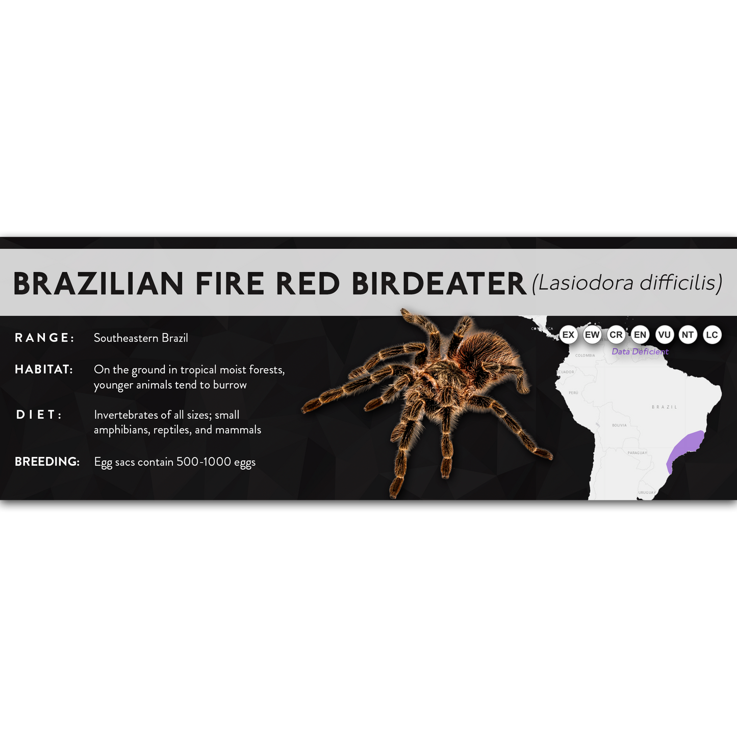 Brazilian Fire Red Birdeater (Lasiodora difficilis) - X Label