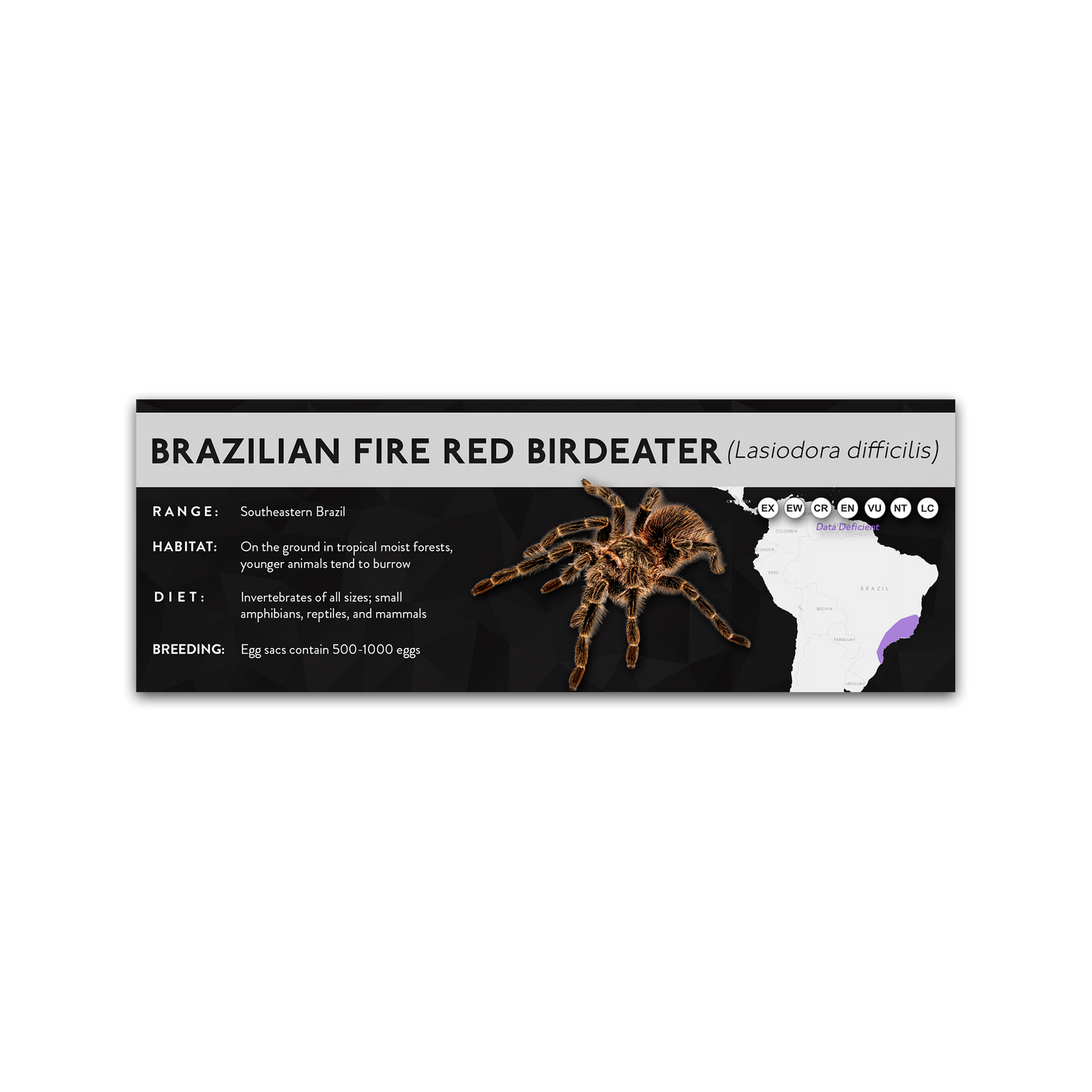 Brazilian Fire Red Birdeater (Lasiodora difficilis) - X Label