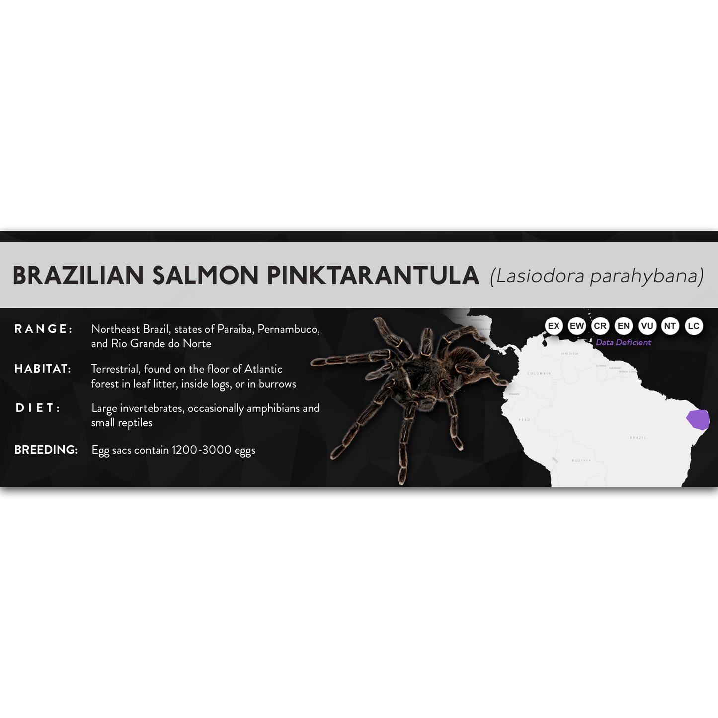 Brazilian Salmon Pink Tarantula (Lasiodora parahybana) - X Label