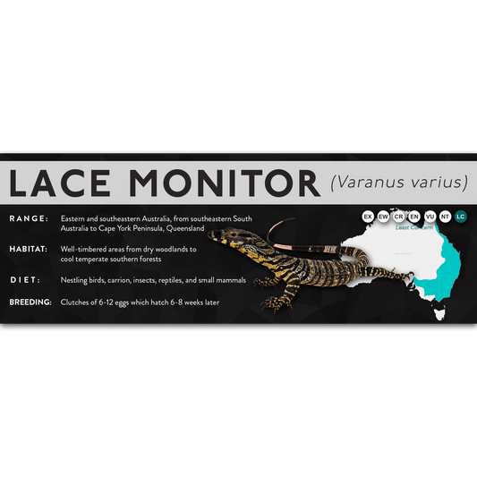Lace Monitor (Varanus varius) - X Label