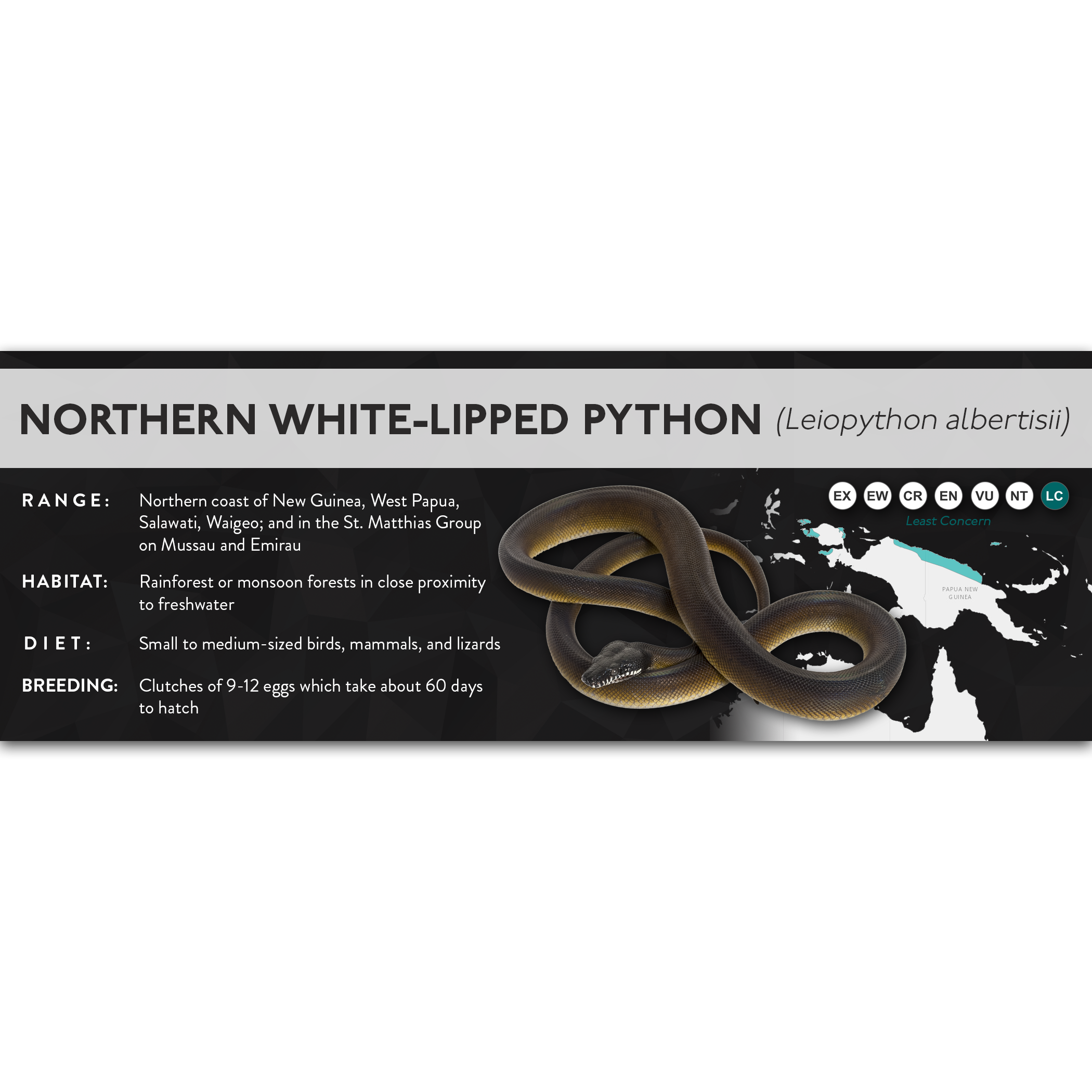 Northern White-Lipped Python (Leiopython albertisii) - X Label – Cloud ...