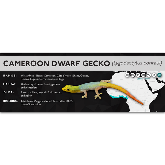 Cameroon Dwarf Gecko (Lygodactylus conraui) - X Label