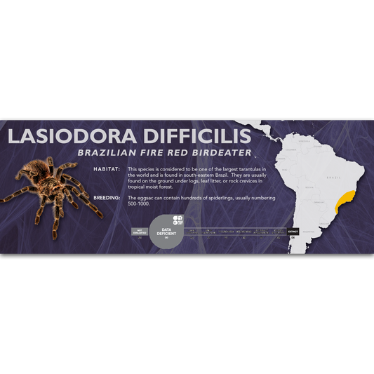 Brazilian Fire Red Birdeater (Lasiodora difficilis) - Classic Vivarium Label