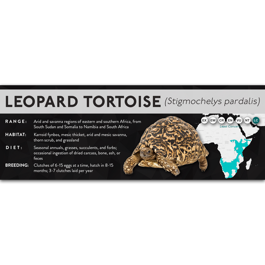 Leopard Tortoise (Stigmochelys pardalis) - X Label