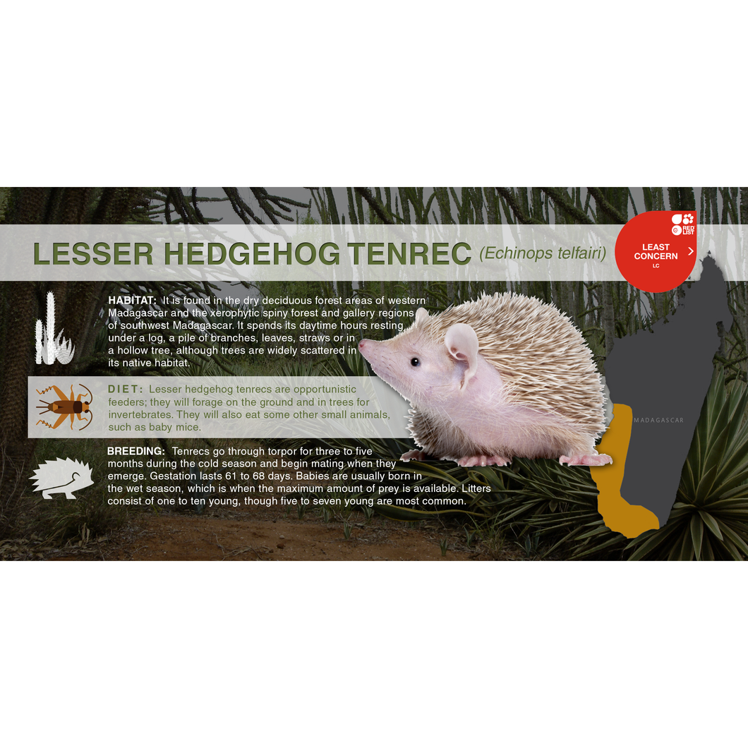 Lesser Hedgehog Tenrec (Echinops telfairi) - Aluminum Sign