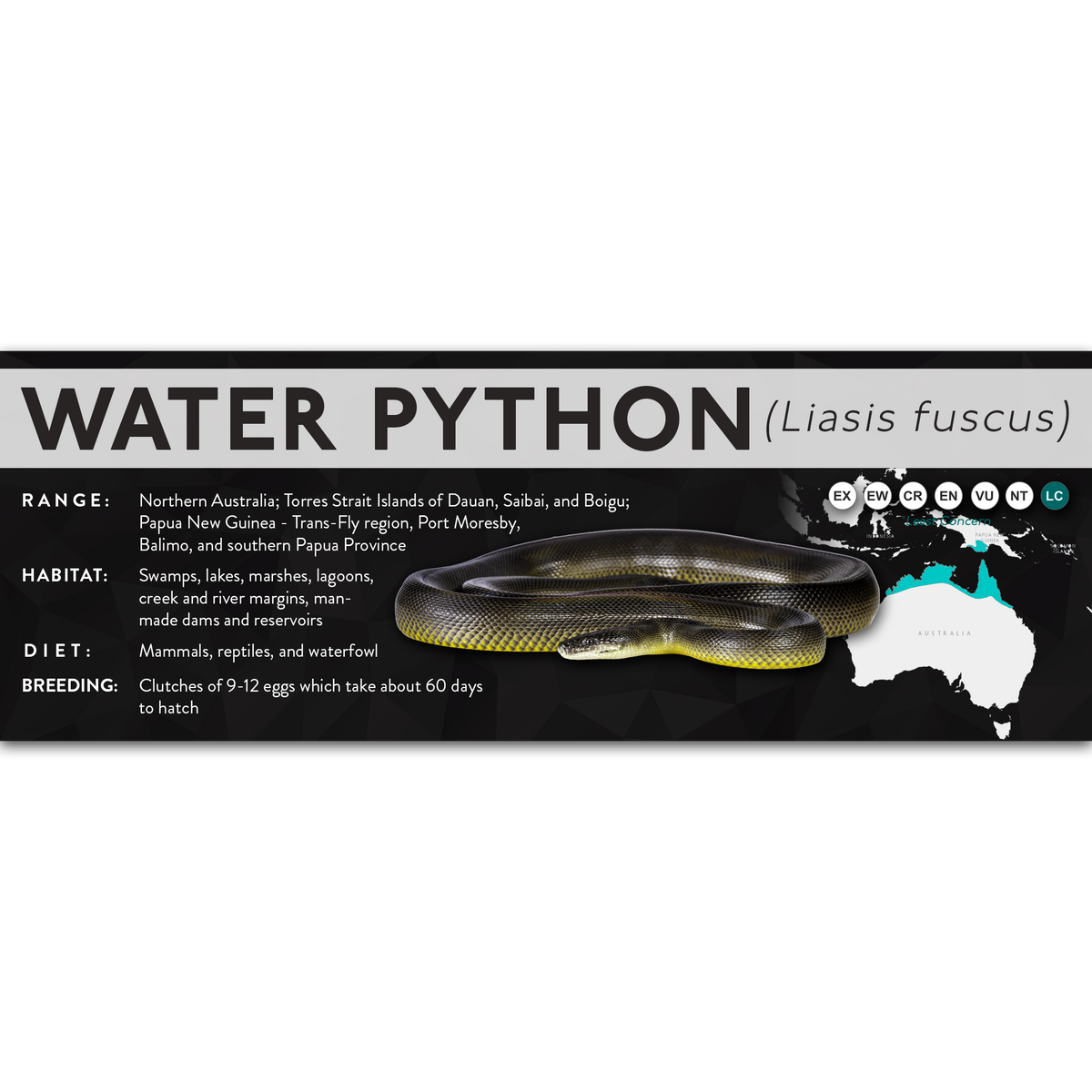 Python Fuscus Water Water Python (Liasis fuscus) - X Label – Cloud Forest Design