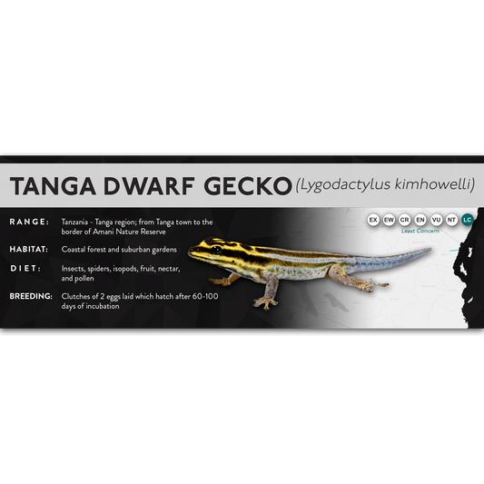 Tanga Dwarf Gecko (Lygodactylus kimhowelli) - X Label
