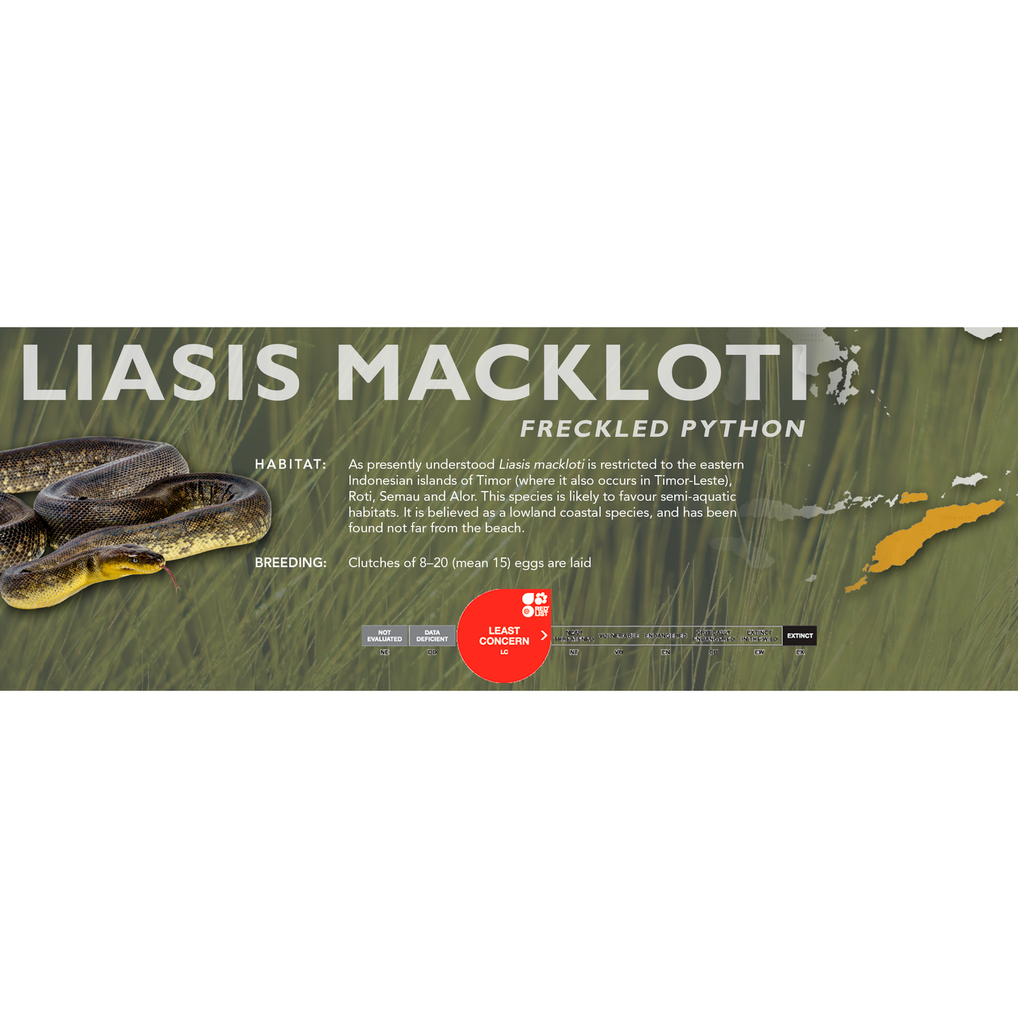 Freckled Python (Liasis mackloti) Standard Vivarium Label