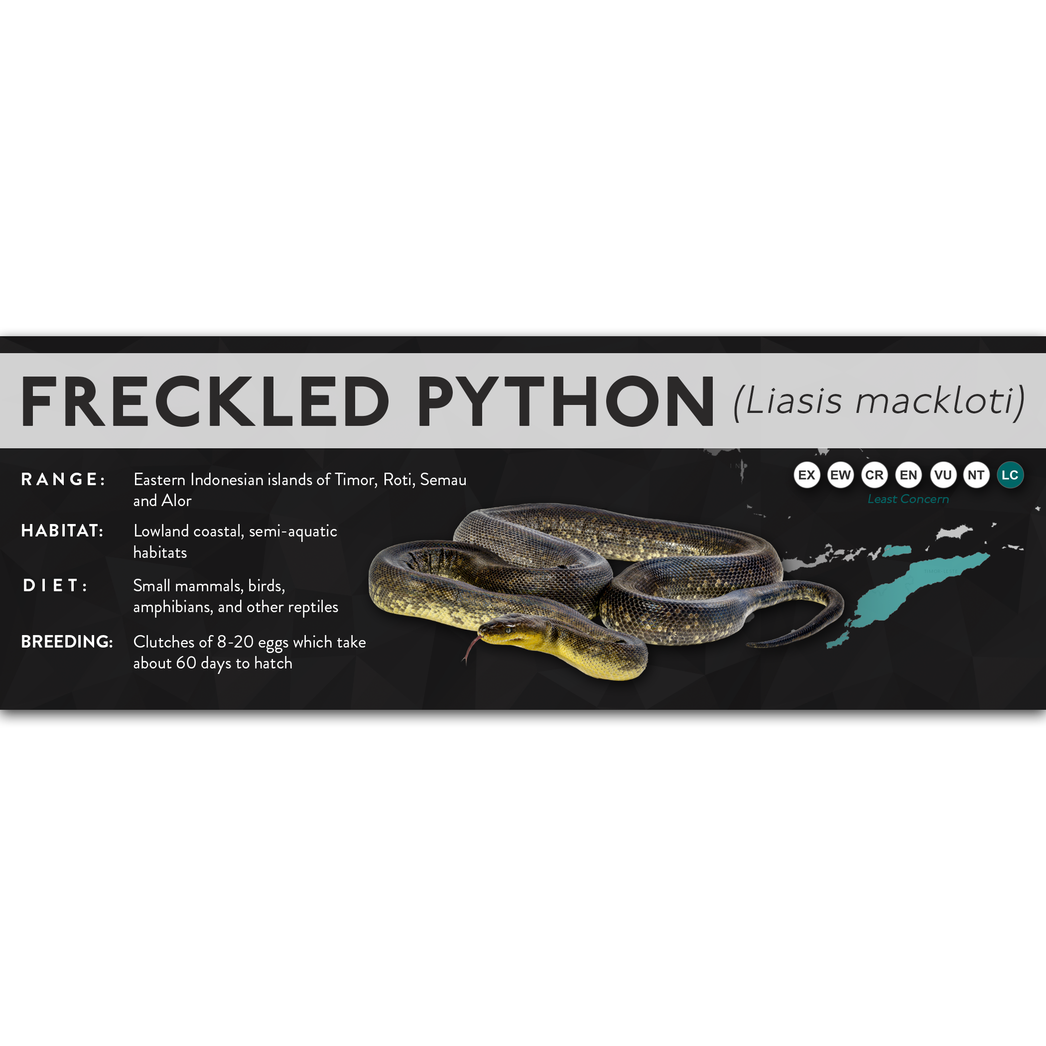 Macklot's Python Size Freckled Python (Liasis mackloti) - X Label – Cloud Forest Design
