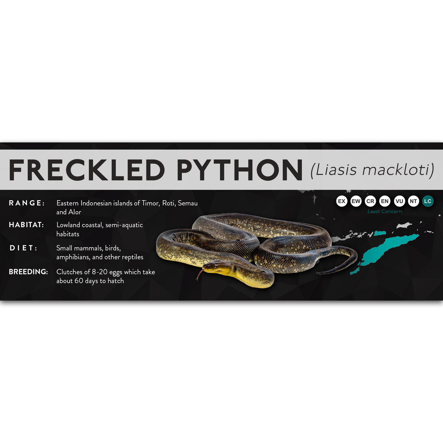 Freckled Python (Liasis mackloti) - X Label