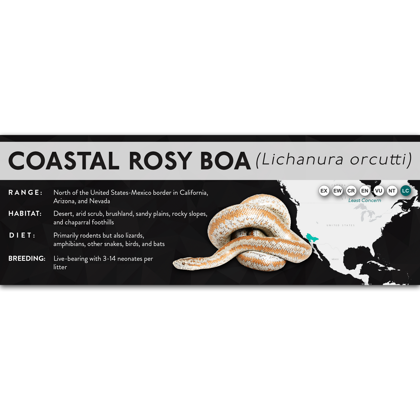 Coastal Rosy Boa (Lichanura orcutti) - X Label