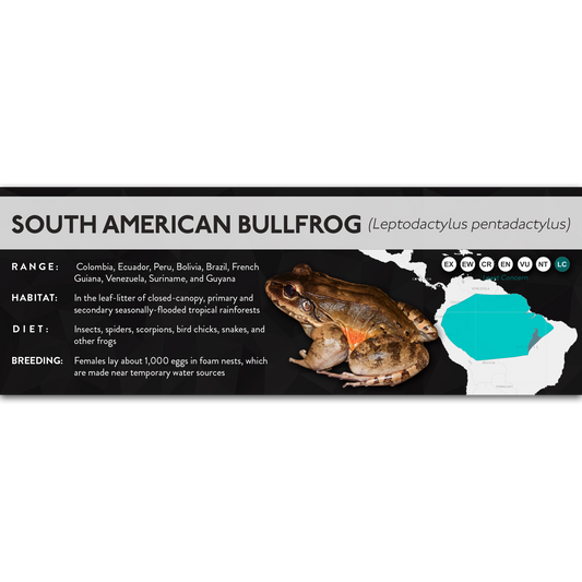 South American Bullfrog (Leptodactylus pentadactylus) - X Label