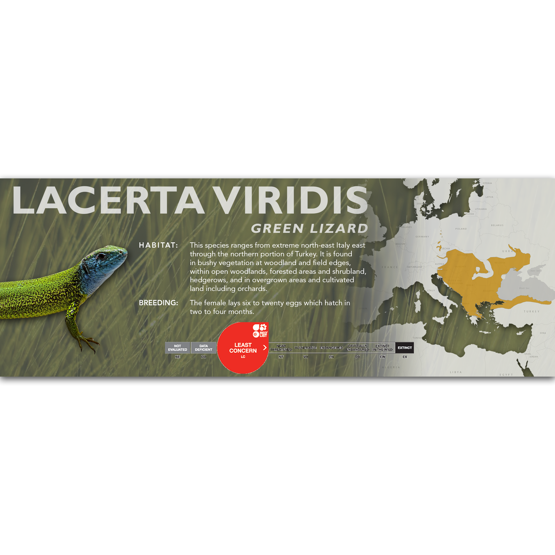 Lable Lizard Green Lizard (Lacerta viridis) Classic Vivarium Label – Cloud Forest Design