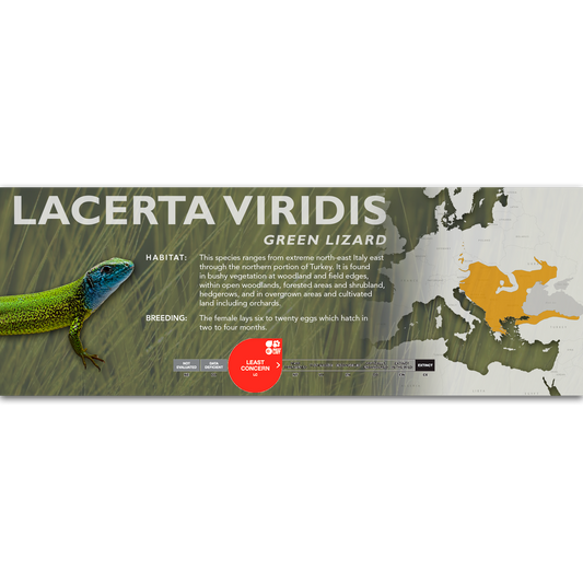 Green Lizard (Lacerta viridis) Classic Vivarium Label