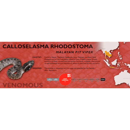 Malayan Pit Viper (Calloselasma rhodostoma) Classic Vivarium Label