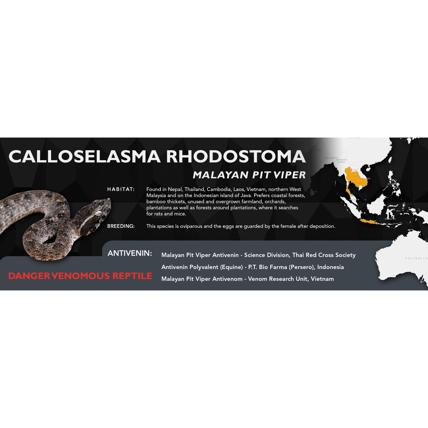 Malayan Pit Viper (Calloselasma rhodostoma) Standard Vivarium Label