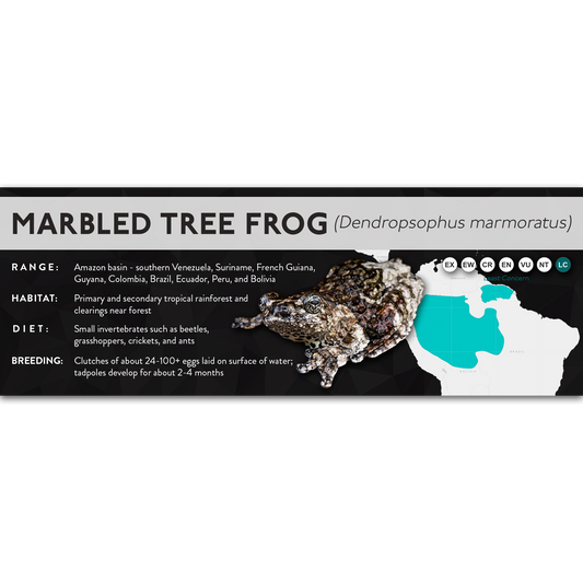 Marbled Tree Frog (Dendropsophus marmoratus) - X Label