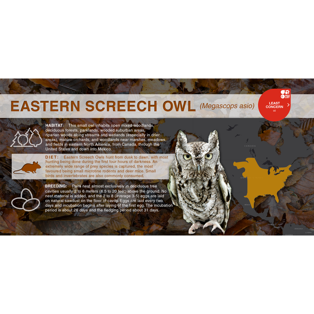 Eastern Screech Owl (Megascops asio) - Aluminum Sign