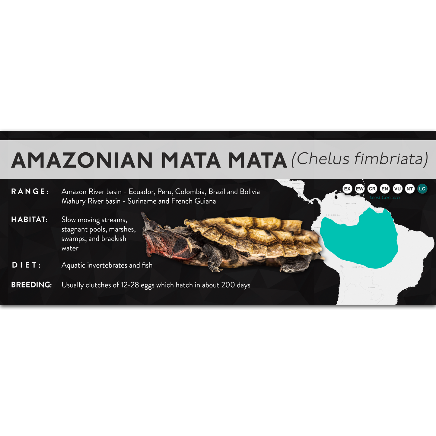 Amazonian Mata Mata (Chelus fimbriata) - X Label