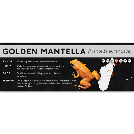 Golden Mantella (Mantella aurantiaca) - X Label