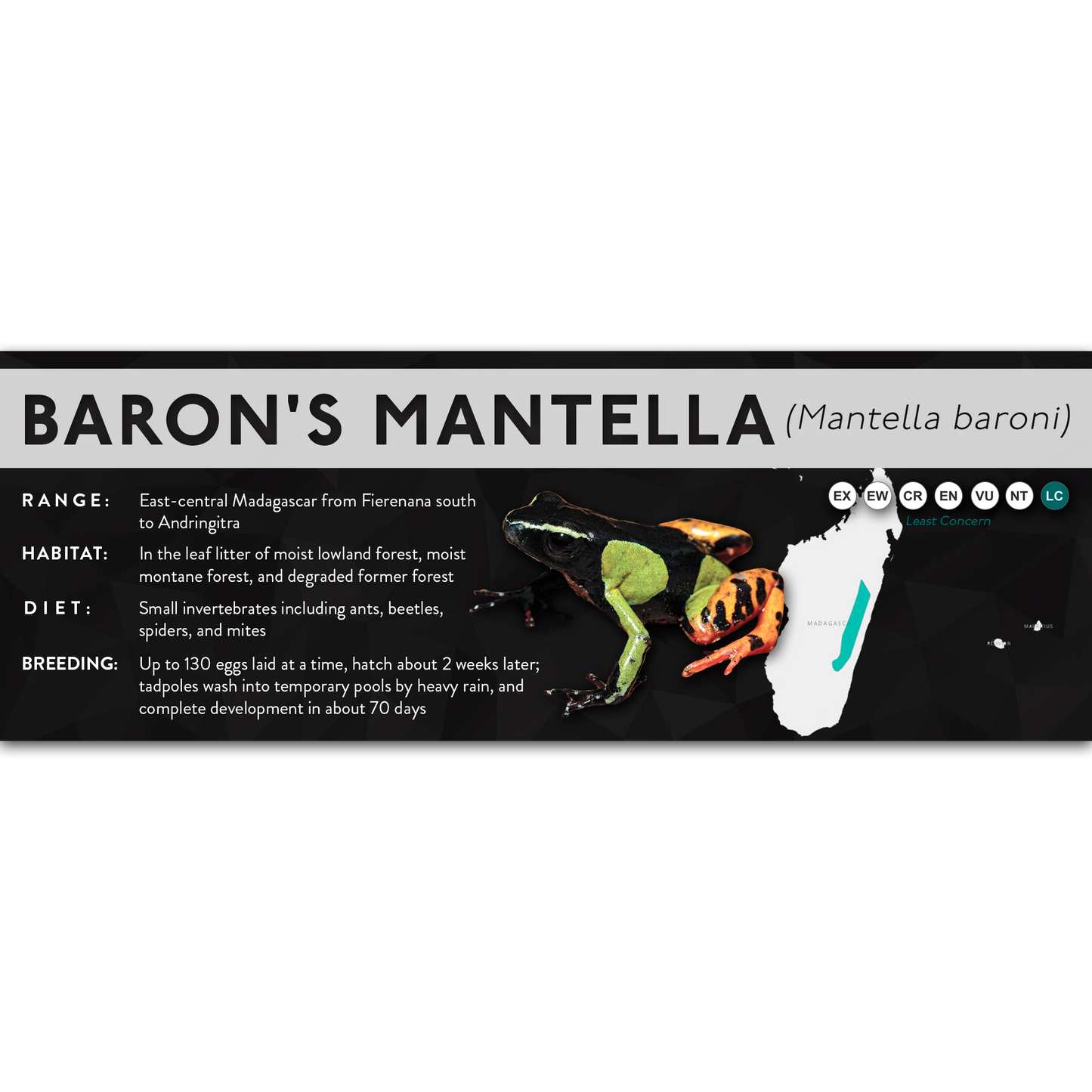 Baron's Mantella (Mantella baroni) - X Label