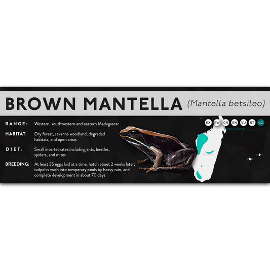 Brown Mantella (Mantella betsileo) - X Label