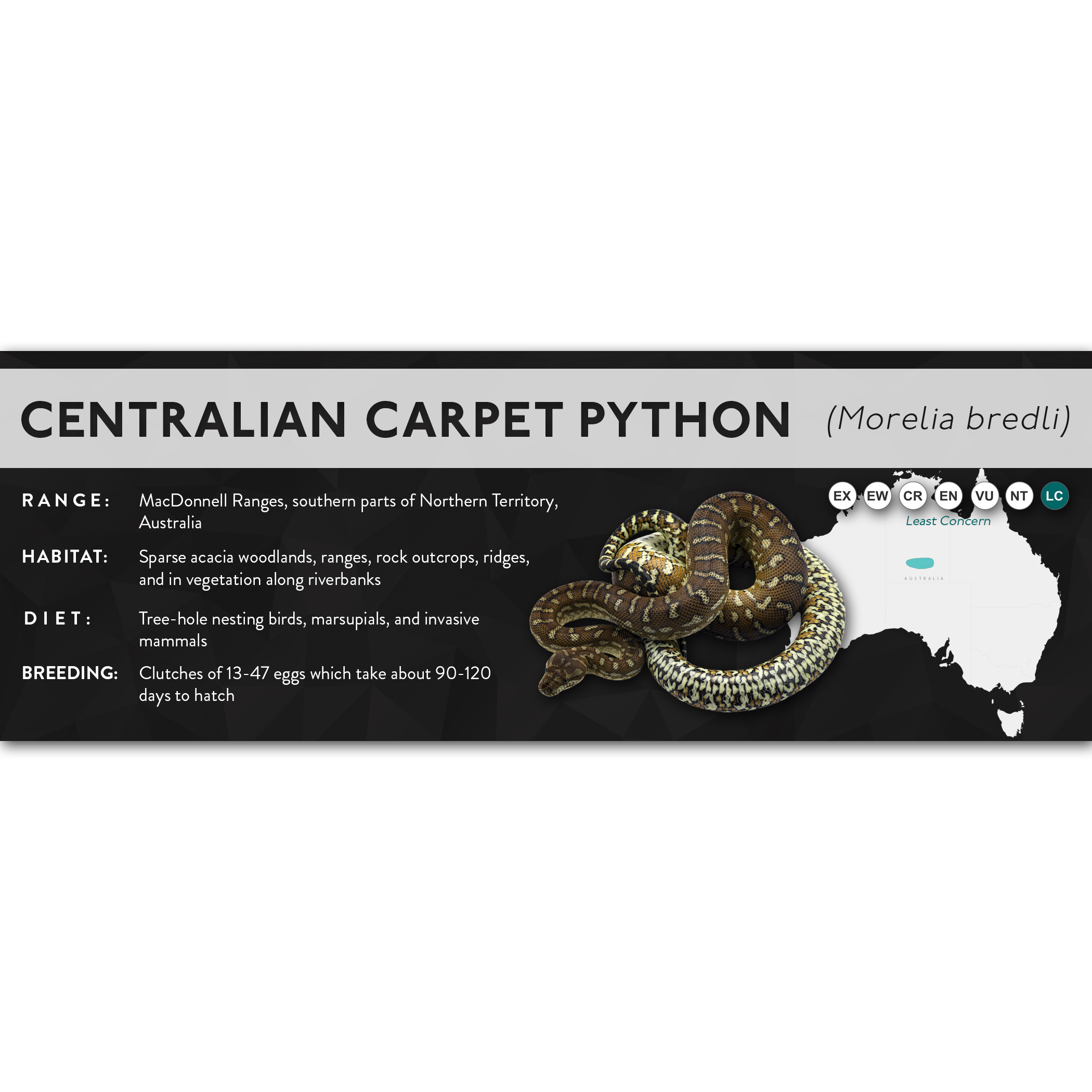 Centralian Carpet Python (Morelia bredli) - X Label – Cloud Forest Design