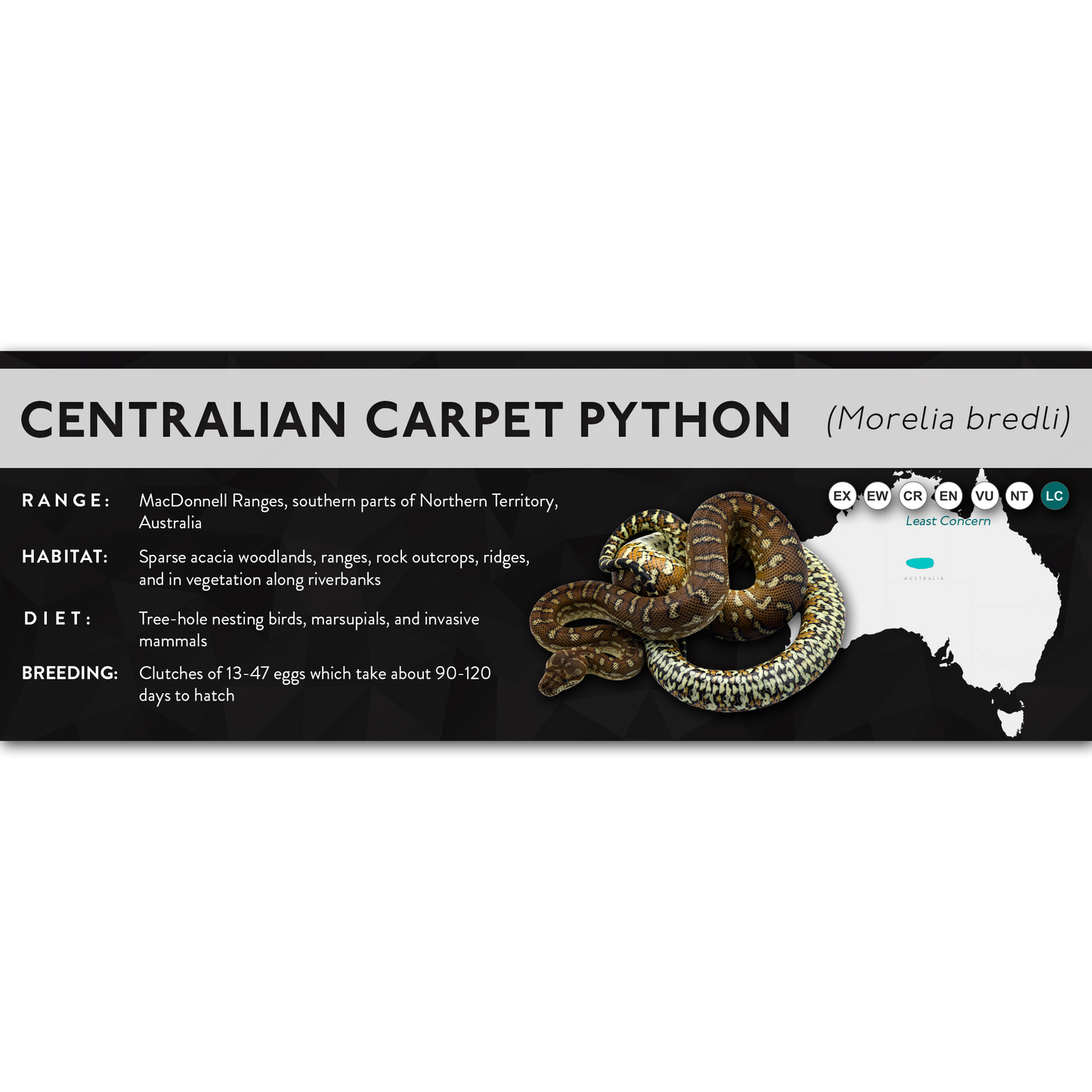 Centralian Carpet Python (Morelia bredli) - X Label