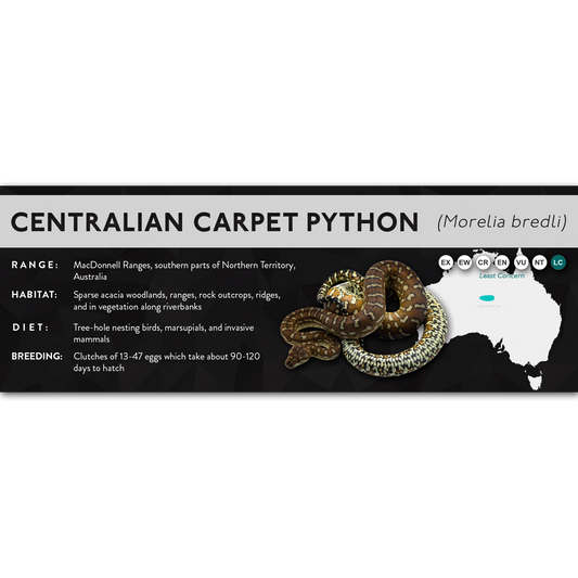 Centralian Carpet Python (Morelia bredli) - X Label