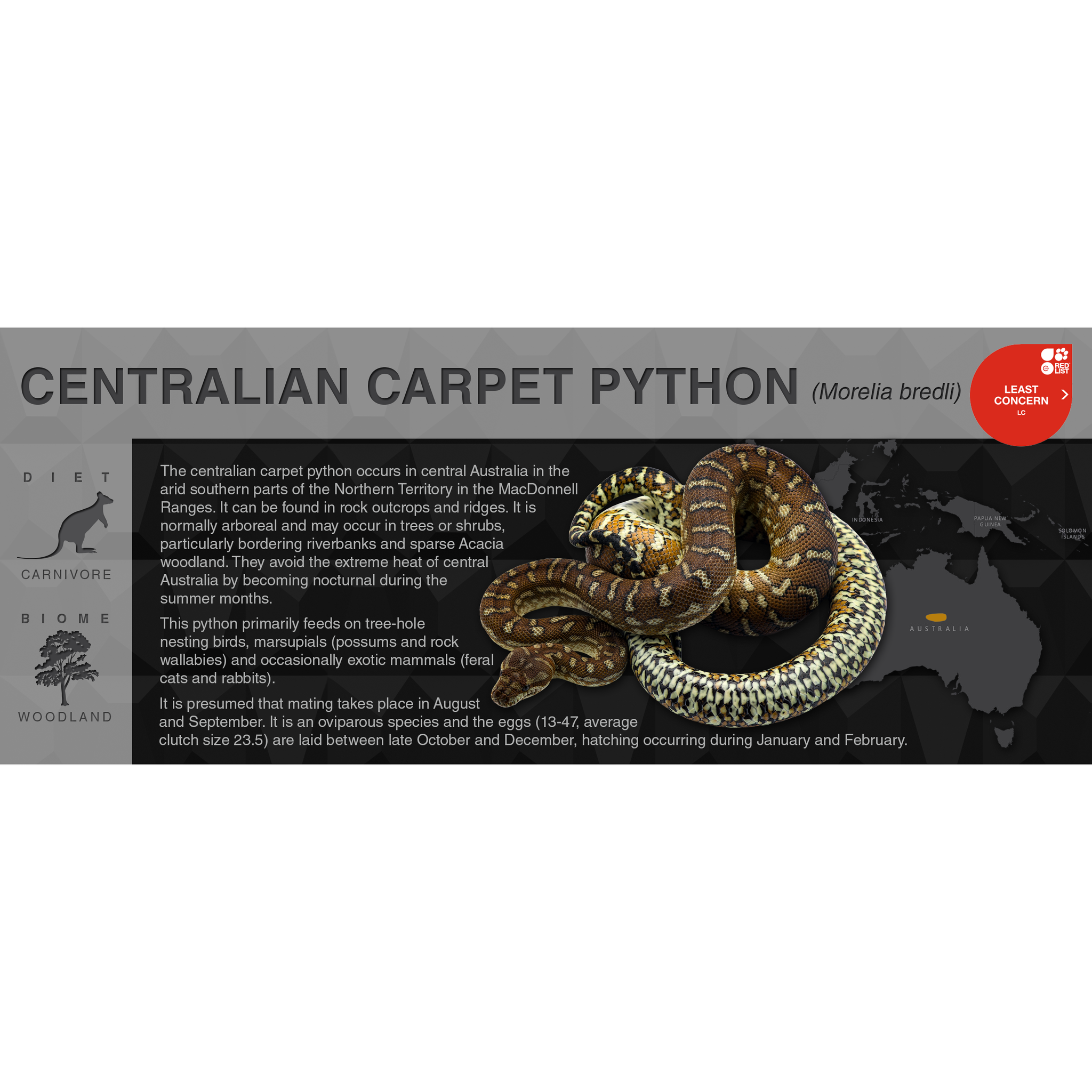 Centralian Carpet Python (Morelia bredli) - Black Series Vivarium Labe ...