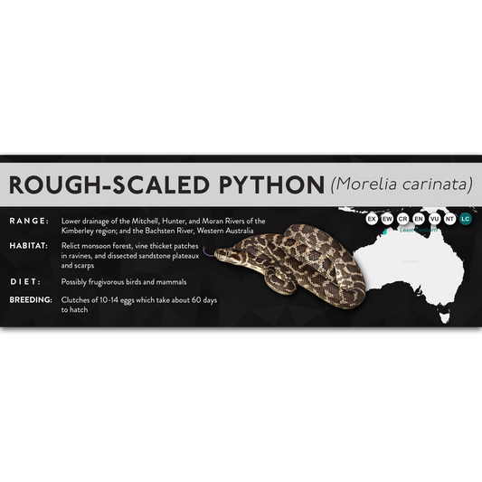 Rough-Scaled Python (Morelia carinata) - X Label