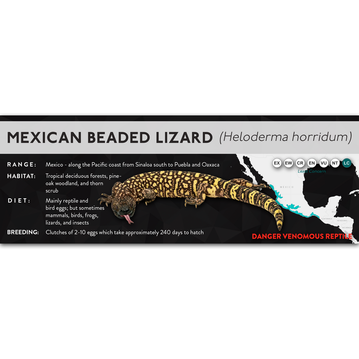 Mexican Beaded Lizard (Heloderma horridum) - X Label